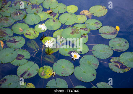 Weiße Seerose im Teich Stockfoto