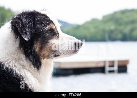 Nasser australischer Schäferhund vor einem Floß vorbei Der See an der Hütte Stockfoto
