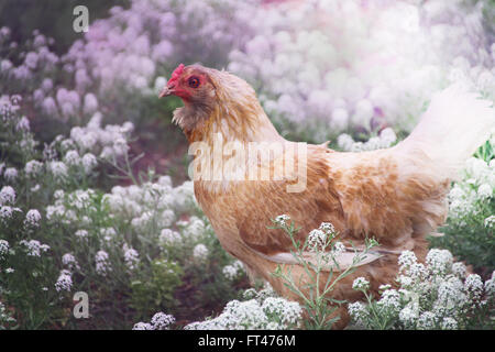 Freilandhaltung Huhn in einem Feld von Wildblumen. Stockfoto