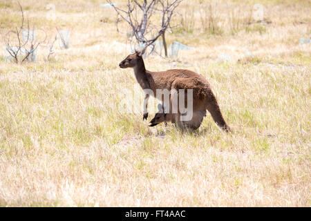 Australian Western Grey Kangaroo Jill, oder weiblich, mit einem Joey in ihrem Beutel, Macropus Fuliginosus, grasen auf der Koppel. Stockfoto