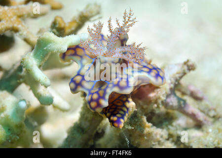 Nacktschnecke (saldiert Miamira / Miamira Sinuata [prev bekannt wie Ceratosoma Sinuata]) sitzt auf einer Koralle, Panglao, Philippinen Stockfoto