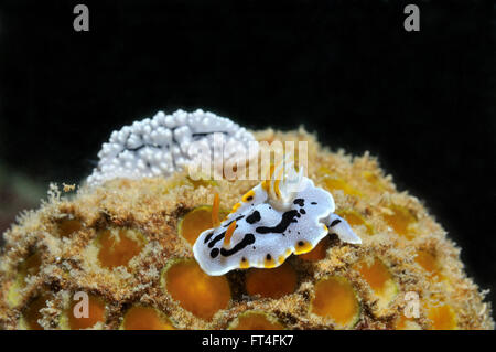 Zwei Nacktschnecken (Michaeli Chromodoris und elegante Phyllidia) sitzen auf einem Schwamm, Panglao, Philippinen Stockfoto