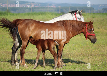 Fohlen Fütterung mit Milch von mare Stockfoto