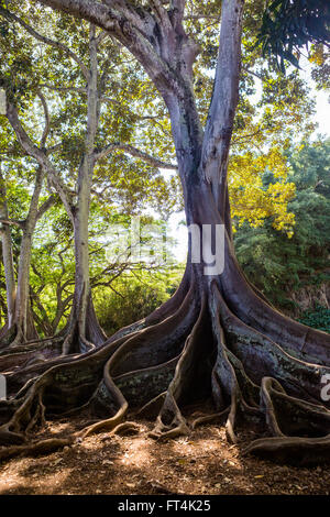 Morten Bay Feigen Ficus Macrophylla Stockfoto