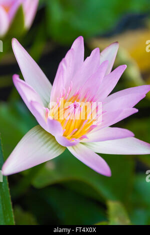 Schöne rosa Lotus, rosa Wasser Lilie Stockfoto