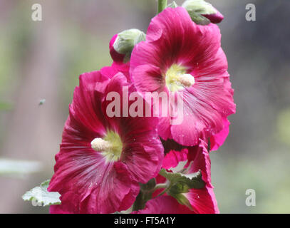 Alcea Rosea, gemeinsame Stockrose rot blühenden, hohen ornamentalen Kraut mit großen gelappten Blättern und fast 10 cm Durchmesser Blumen Stockfoto