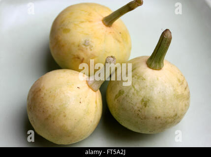 Cucurbita Pepo, Pusa Pasand Sommerkürbis, DS-8 Stoff Kadu, Sorte mit kugelförmigen Früchte hellgrün, gelb, wenn Sie reif Stockfoto