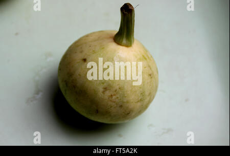 Cucurbita Pepo, Pusa Pasand Sommerkürbis, DS-8 Stoff Kadu, Sorte mit kugelförmigen Früchte hellgrün, gelb, wenn Sie reif Stockfoto