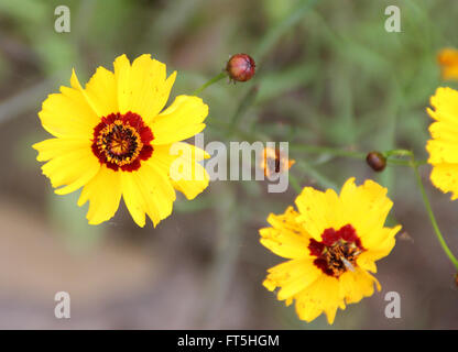 Coreopsis Tinctoria, Plains Coreopsis, goldene Tickseed, kultiviert einjähriges Kraut mit fein geschnittenen Blättern und gelben Blüten Stockfoto