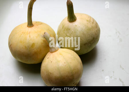 Cucurbita Pepo, Pusa Pasand Sommerkürbis, DS-8 Stoff Kadu, Sorte mit kugelförmigen Früchte hellgrün, gelb, wenn Sie reif Stockfoto