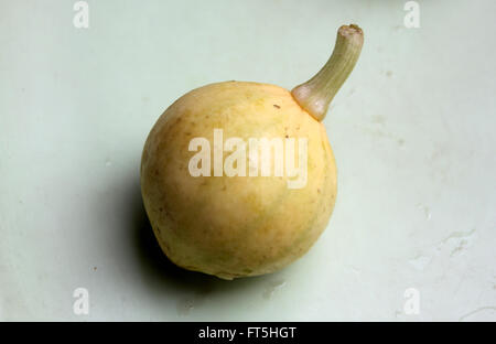 Cucurbita Pepo, Pusa Pasand Sommerkürbis, DS-8 Stoff Kadu, Sorte mit kugelförmigen Früchte hellgrün, gelb, wenn Sie reif Stockfoto