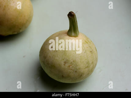 Cucurbita Pepo, Pusa Pasand Sommerkürbis, DS-8 Stoff Kadu, Sorte mit kugelförmigen Früchte hellgrün, gelb, wenn Sie reif Stockfoto