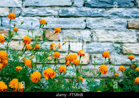 Ringelblumen gegen Stein Wand in Nepal Stockfoto