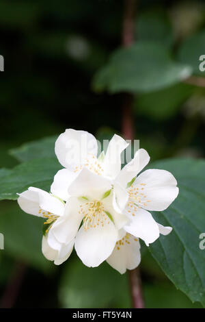 Philadelphus blüht im Sommer. Mock Orange Blüten. Stockfoto