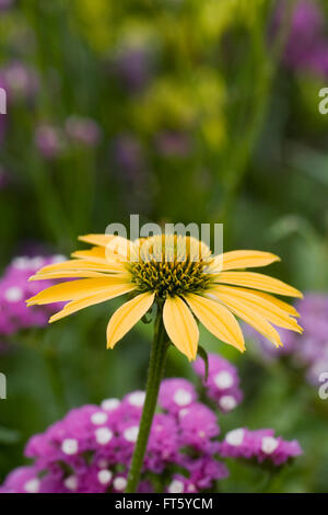 Echinacea Purpurea Blume. Sonnenhut in eine krautige Grenze. Stockfoto