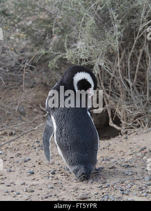 Magellan-Pinguin (Spheniscus Magellanicus) gesehen in freier Wildbahn in Patagonien Argentinien am Punta Tombo. Stockfoto