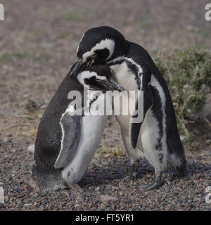 Magellan-Pinguin (Spheniscus Magellanicus) gesehen in freier Wildbahn in Patagonien Argentinien am Punta Tombo. Stockfoto