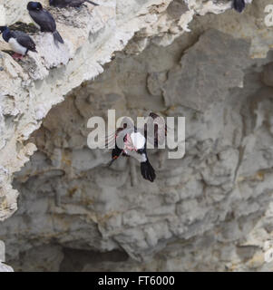 Rock, Shag (Phalacrocorax Magellanicus) oder Magellan Kormoran Stockfoto