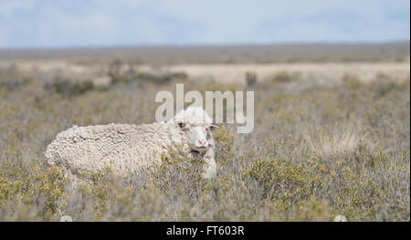 Patagonischen Schaf, in einer abgelegenen Gegend südlich von Puerto Madryn, Argentinien gesehen. Stockfoto
