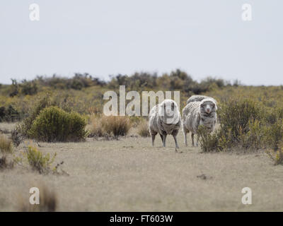 Patagonischen Schaf, in einer abgelegenen Gegend südlich von Puerto Madryn, Argentinien gesehen. Stockfoto