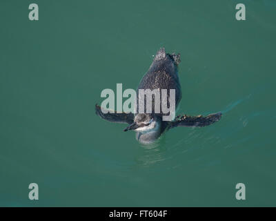 Magellan-Pinguin (Spheniscus Magellanicus) gesehen in freier Wildbahn in Patagonien Argentinien in Puerto Madryn. Stockfoto