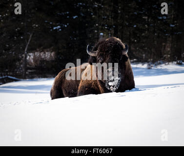 Amerikanische Bisons im Winter Stockfoto