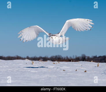 Schneeeule im Flug Stockfoto