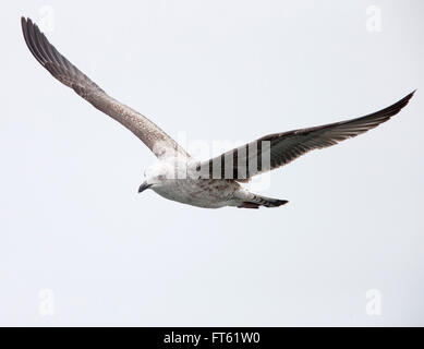 Gelb-legged Möve (Larus Michahellis) erste-Winter, Flug, Fuerteventura, Kanaren, Spanien. Stockfoto