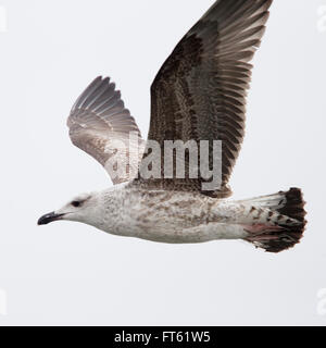Gelb-legged Möve (Larus Michahellis) erste-Winter, Flug, Fuerteventura, Kanaren, Spanien. Stockfoto