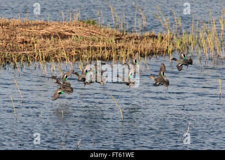 Krickente (Anas Vogelarten) Gruppe fliegen nach Marazion Marsh RSPB Reserve, Cornwall, England, UK. Stockfoto