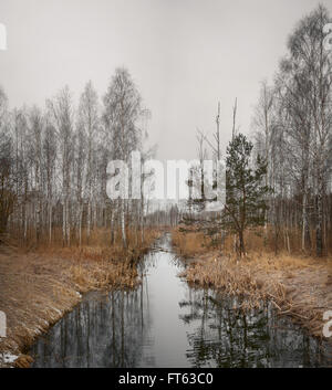 der Fluss fließt aus dem Wald im Frühjahr Stockfoto