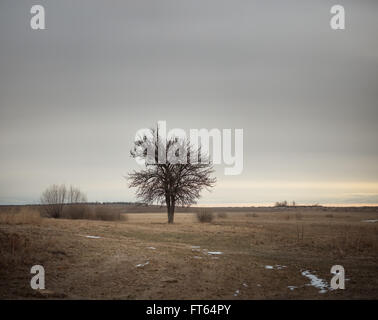 Bäume auf einer Wiese am Hang in nebligen Morgen düster. gefrorene Welt Stockfoto