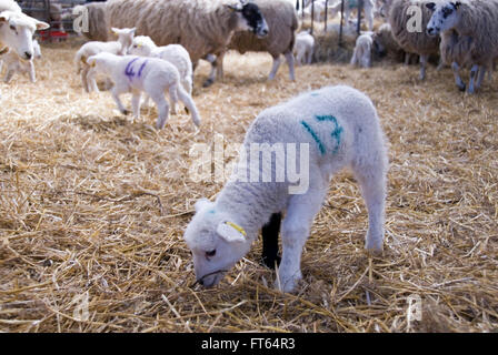 Sheffield, UK - 16. April 2014: Besuch der neugeborenen Lämmer in der Lämmer Schuppen am 16. April in Whirlow Hall Farm, Sheffield Stockfoto