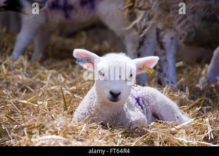 Sheffield, UK - 16. April 2014: Close up auf ein Neugeborenes Lamm in der Lämmer Schuppen am 16. April an Whirlow Hall Farm, Sheffield Stockfoto