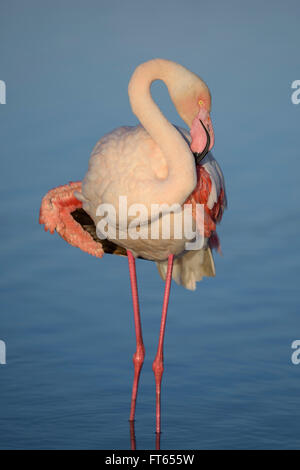 Rosaflamingo (Phoenicopterus Roseus) in der Lagune, putzen Federn, Camargue, Südfrankreich, Frankreich Stockfoto