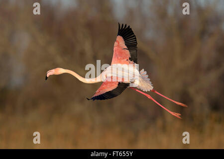 Rosaflamingo (Phoenicopterus Roseus) im Flug, Camargue, Südfrankreich, Frankreich Stockfoto