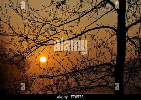 Aldus (Alnus SP.) Silhouette gegen Sonnenaufgang im Nebel, North Rhine-Westphalia, Deutschland Stockfoto