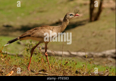 Rotbeinige Seriema (Cariama Cristata), Pantanal, Mato Grosso, Brasilien Stockfoto