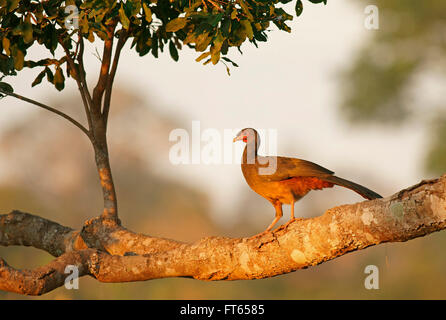 Chaco Chachalaca (Ortalis Canicollis) thront auf einem Ast, Pantanal, Mato Grosso, Brasilien Stockfoto