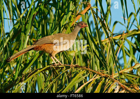 Chaco Chachalaca (Ortalis Canicollis) auf Reed, Pantanal, Mato Grosso, Brasilien Stockfoto