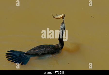 Neotropis Kormoran (Phalacrocorax Brasilianus) mit einem spießte Fisch, Pantanal, Mato Grosso, Brasilien Stockfoto