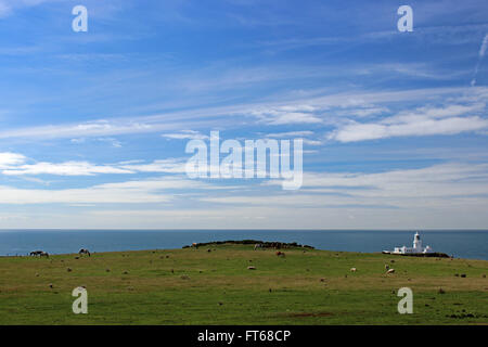 Strumble Head Leuchtturm, Ynys Meicel mit Pferden und Schafen weiden Pembrokeshire Stockfoto