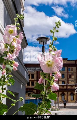 Berlin-Prenzlauer Berg. Malve-Blüten mit alten Pfefferberg Brauerei im Hintergrund Stockfoto