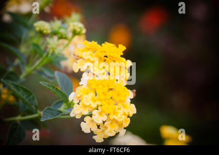 Tuch des Goldes oder Lantana Camara Blume vintage Stockfoto