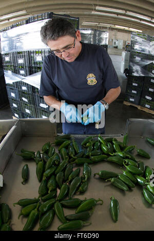 U.S. Customs and Border Protection (CBP) Landwirtschaft Spezialist inspiziert eine Verbringung von Paprika für Schädlinge und Krankheiten bei der Einreise in El Paso, Texas. Fotograf: Donna Burton Stockfoto