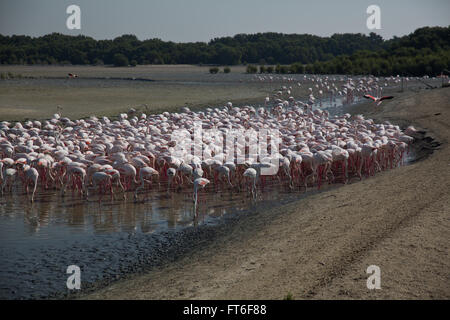 Ras Al Khor Wildlife Sanctuary, Dubai, Vereinigte Arabische Emirate Stockfoto