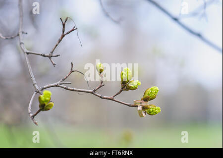 Knospen und Trauringe auf einem Ast Stockfoto