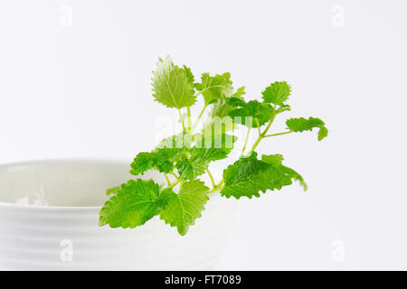 Zweig frische Zitronenmelisse in Schüssel weiß Stockfoto