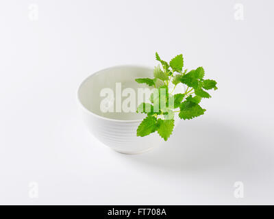 Zweig frische Zitronenmelisse in Schüssel weiß Stockfoto