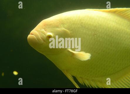 schöne Albino männliche Riesen Gourami (Osphronemus Goramy) im Aquarium Stockfoto